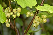 WHITE CURRANT (RIBES VULGARE ALBUM)