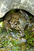 COMMON FROG (RANA TEMPORARIA)