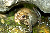 COMMON FROG (RANA TEMPORARIA)