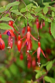 FUCHSIA MAGELLANICA