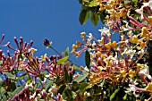 LONICERA PERICLYMENUM (HONEYSUCKLE)