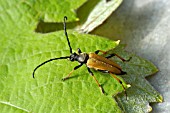 LONGHORN BEETLE (LEPTURA RUBRA) ON VINE LEAVES