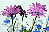 OSTEOSPERMUM DARK MARTHA