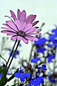 OSTEOSPERMUM DARK MARTHA WITH LOBELIA