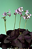 OXALIS TRIANGULARIS (PURPLE SHAMROCK)