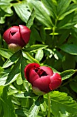 PAEONIA BUDS OPENING (PEONY)