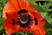 PAPAVER ORIENTALE (ORIENTAL POPPY)