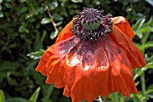 PAPAVER ORIENTALE WILTING(ORIENTAL POPPY)