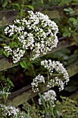 VALERIANA OFFICINALIS (CATS VALERIAN)