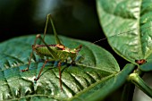 MALE SPECKLED BUSH CRICKET,  LEPTOPHYES PUNCTATISSIMA,  ON CLIMBING FRENCH BEAN LEAF