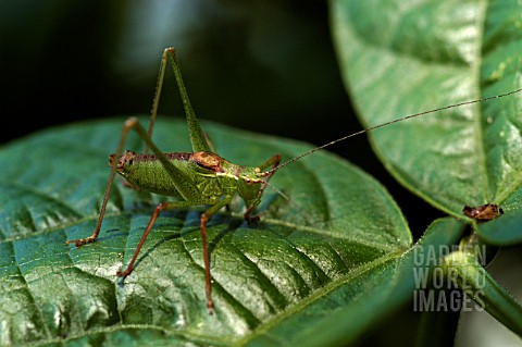 MALE_SPECKLED_BUSH_CRICKET__LEPTOPHYES_PUNCTATISSIMA__ON_CLIMBING_FRENCH_BEAN_LEAF