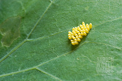 EGGS_OF_SMALL_WHITE_CABBAGE_BUTTERFLY__PIERIS_RAPAE__ON_NASTURTIUM_LEAF