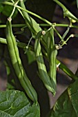 CLIMBING FRENCH BEAN BLUE LAKE