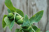 EUPHORBIA LATHYRIS,  CAPER SPURGE,  SEEDS