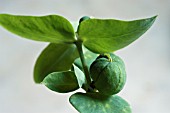 EUPHORBIA LATHYRIS,  CAPER SPURGE,  SEEDS