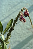 GREENFLY ON SWEET PEA,  MACROSIPHUM ROSAE ON LATHYRUS ODORATUS