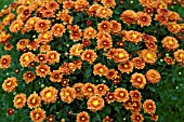 HARDY CHRYSANTHEMUM PATIO MUMS