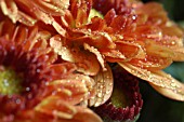 HARDY CHRYSANTHEMUM PATIO MUMS,  RAINDROPS