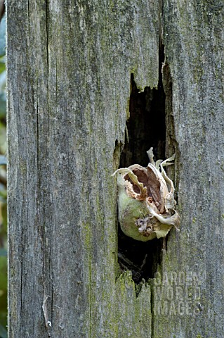 HAZELNUT__SQUIRREL_WINTER_FOOD_STORE_IN_GARDEN_POST