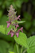 STACHYS SYLVATICA,  HEDGE WOUNDWORT,  MEDICINAL WILD PLANT