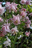 AQUILEGIA VULGARIS FLORE PLENA ROSEA