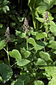 STACHYS SYLVATICA,  HEDGE WOUNDWORT,  MEDICINAL WILD PLANT