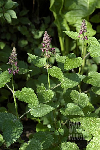 STACHYS_SYLVATICA__HEDGE_WOUNDWORT__MEDICINAL_WILD_PLANT