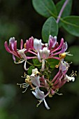 LONICERA PERICLYMENUM,  HONEYSUCKLE