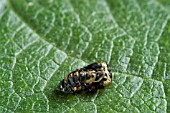 COCCINELLA 7   PUNCTATA,  7 SPOT LADYBIRD PUPA VACATED,  BENEFICIAL INSECT,  ON DWARF FRENCH BEAN LEAF