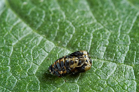 COCCINELLA_7___PUNCTATA__7_SPOT_LADYBIRD_PUPA_VACATED__BENEFICIAL_INSECT__ON_DWARF_FRENCH_BEAN_LEAF