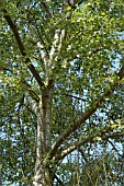 POPULUS ALBA,  WHITE POPLAR