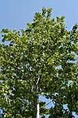 POPULUS TREMULA,  ASPEN