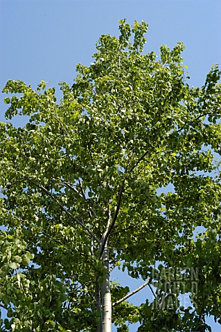 POPULUS_TREMULA__ASPEN