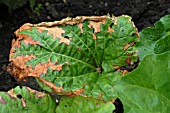 RHUBARB LEAVES,  LEAF SPOT