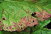 RHUBARB LEAVES,  LEAF SPOT