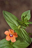 ANAGALLIS ARVENSIS,  SCARLET PIMPERNEL,  WILD FLOWER