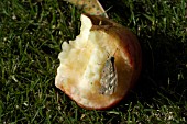 SPECKLED WOOD BUTTERFLY,  PARAGE AEGERIA,  ON EATING APPLE