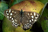 SPECKLED WOOD BUTTERFLY,  PARAGE AEGERIA,  ON BRAMLEY COOKING APPLE