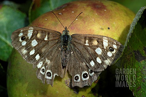 SPECKLED_WOOD_BUTTERFLY__PARAGE_AEGERIA__ON_BRAMLEY_COOKING_APPLE