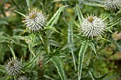 CIRSIUM VULGARE