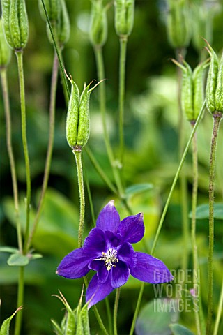 AQUILEGIA