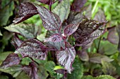 EUPATORIUM RUGOSUM CHOCOLATE