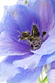 DELPHINIUM