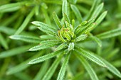 GALIUM APARINE