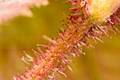 CORYLUS DETAIL OF STEM