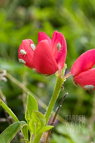 LUPINUS_FLOWER_WITH_APHIDS