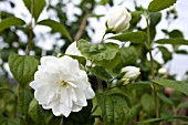 PHILADELPHUS