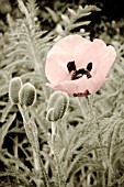 PAPAVER, ARTISTICALLY MANIPULATED IMAGE