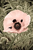 PAPAVER, ARTISTICALLY MANIPULATED IMAGE