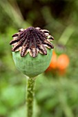 PAPAVER, WITH APHID